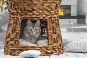 Angoras: Turkish Angora Cat indoors