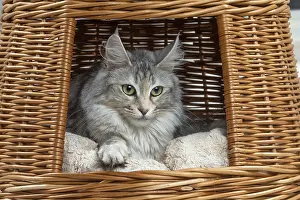 Angoras: Turkish Angora Cat indoors