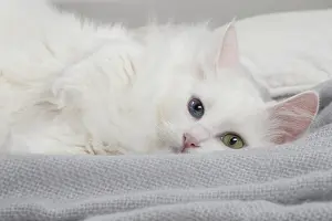 181218: Turkish Angora Cat indoors