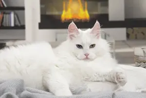 Room: Turkish Angora Cat indoors