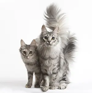 Angoras: Turkish Angora Cat and Kitten in the studio