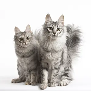 181218: Turkish Angora Cat and Kitten in the studio