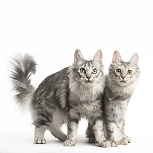 181218: Turkish Angora Cat and Kitten in the studio