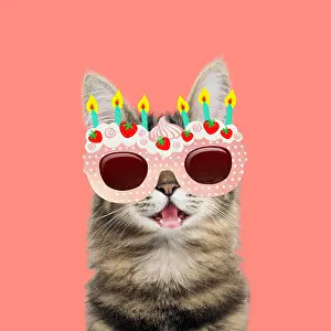 Candles: Turkish Angora Cat portrait smiling, wearing birthday