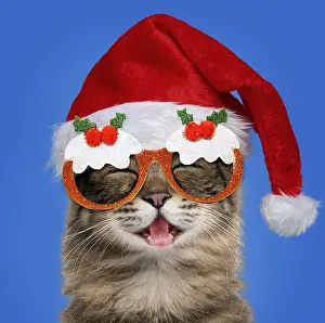 Pudding: Turkish Angora Cat - portrait - smiling / laughing