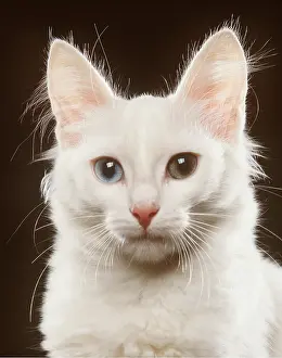 Angoras: TURKISH ANGORA CAT - showing eyes of different colours
