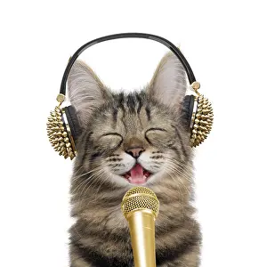 Everyday: Turkish Angora Cat, singing with earphones and microphone