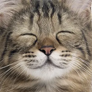 020519: Turkish Angora Cat, smiling close up