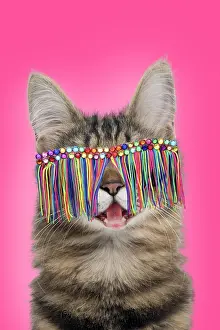 Psychedelic: Turkish Angora Cat, smiling / laughing wearing