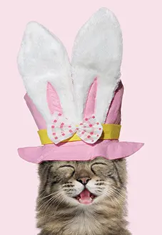 220218: Turkish Angora Cat smiling / laughing wearing Easter top hat