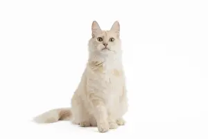 Angoras: Turkish Angora Cat in the studio