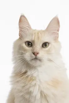 Angoras: Turkish Angora Cat in the studio