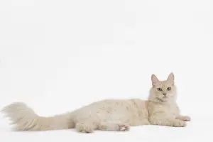 Angoras: Turkish Angora Cat in the studio