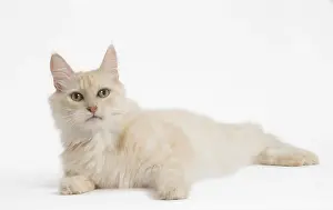 Angoras: Turkish Angora Cat in the studio