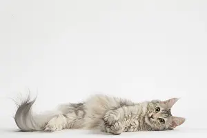 Angoras: Turkish Angora Cat in the studio