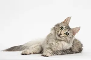 Angoras: Turkish Angora Cat in the studio