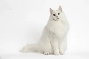 Angoras: Turkish Angora Cat in the studio