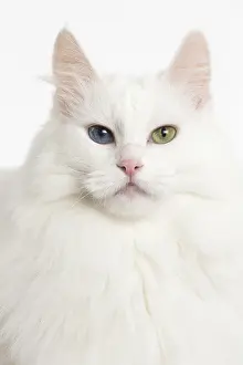 Angoras: Turkish Angora Cat in the studio