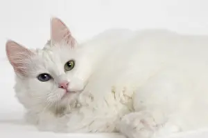 Angoras: Turkish Angora Cat in the studio