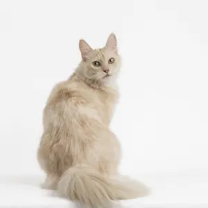 181218: Turkish Angora Cat in the studio