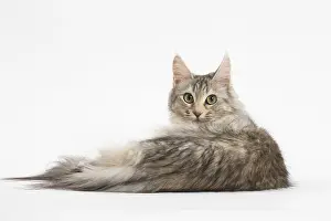 181218: Turkish Angora Cat in the studio