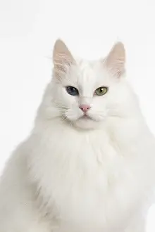 181218: Turkish Angora Cat in the studio
