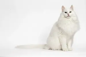 181218: Turkish Angora Cat in the studio