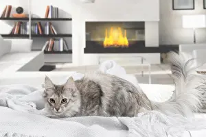 Angoras: Turkish Angora Kitten indoors