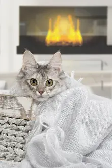 Angoras: Turkish Angora Kitten indoors