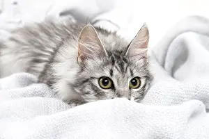 Angoras: Turkish Angora Kitten indoors