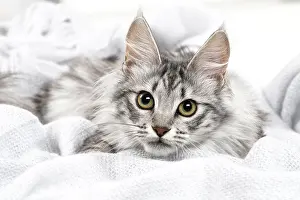 Angoras: Turkish Angora Kitten indoors