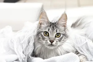 Angoras: Turkish Angora Kitten indoors