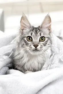 Angoras: Turkish Angora Kitten indoors