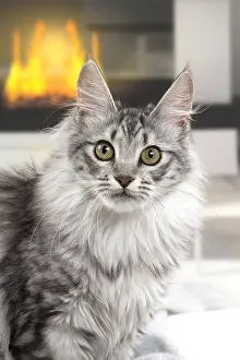Angoras: Turkish Angora Kitten indoors