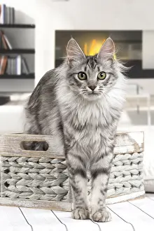 Angoras: Turkish Angora Kitten indoors