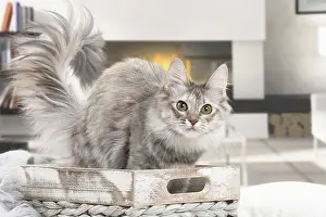 Baskets: Turkish Angora Kitten indoors
