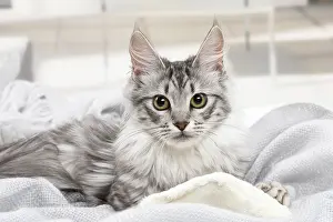 181218: Turkish Angora Kitten indoors