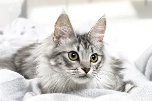 181218: Turkish Angora Kitten indoors