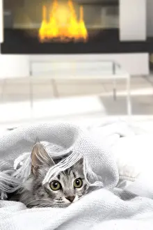 181218: Turkish Angora Kitten indoors