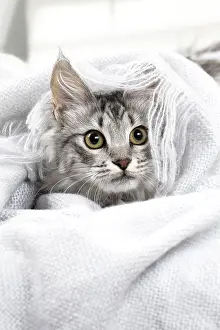 181218: Turkish Angora Kitten indoors
