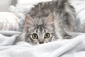 181218: Turkish Angora Kitten indoors