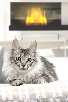 Room: Turkish Angora Kitten indoors