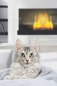 Room: Turkish Angora Kitten indoors