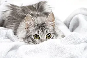 Peeking: Turkish Angora Kitten indoors