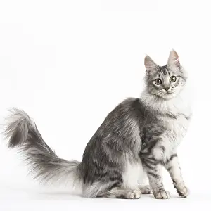 Angoras: Turkish Angora Kitten in the studio