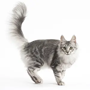 Angoras: Turkish Angora Kitten in the studio