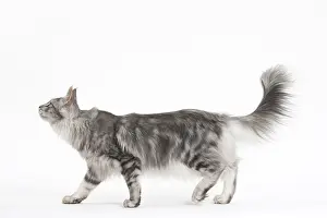 Angoras: Turkish Angora Kitten in the studio