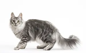 Angoras: Turkish Angora Kitten in the studio