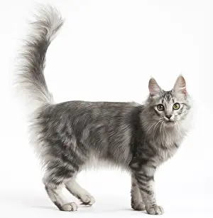 Angoras: Turkish Angora Kitten in the studio