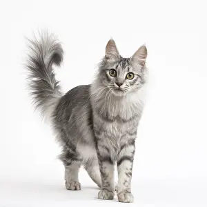 Angoras: Turkish Angora Kitten in the studio